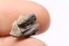 dinosaur tooth - HADROSAURE edmontosaurus annectens - Hell Creek Formation - lower cretaceous - Dawson County, Montana