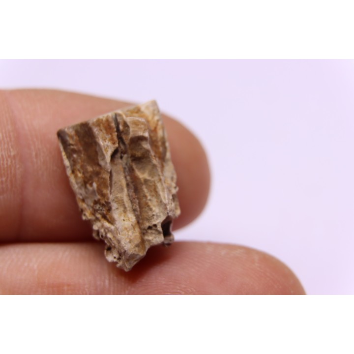 dinosaure tooth: TRICERATOPS HORRIDUS