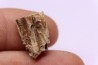 dinosaure tooth: TRICERATOPS HORRIDUS