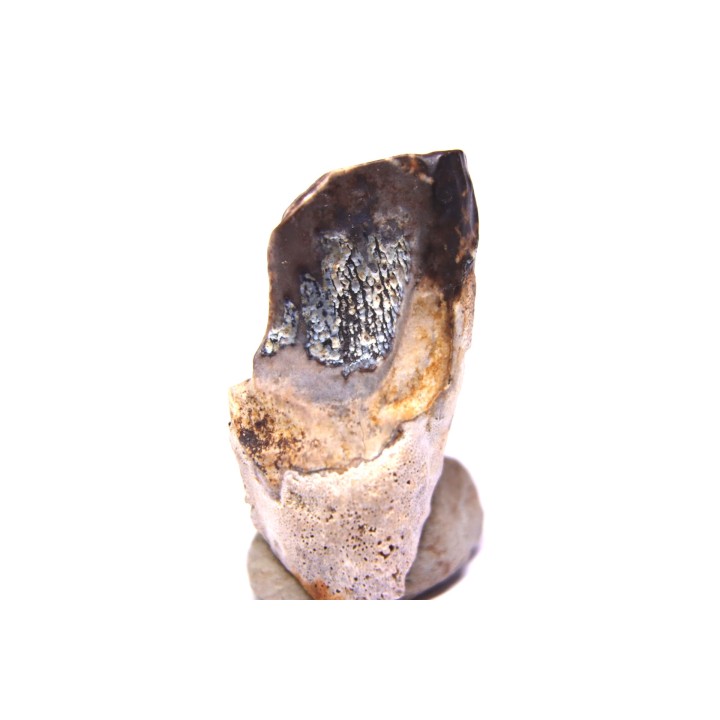 dinosaure tooth: TRICERATOPS HORRIDUS