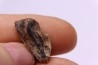 dinosaure tooth: TRICERATOPS HORRIDUS