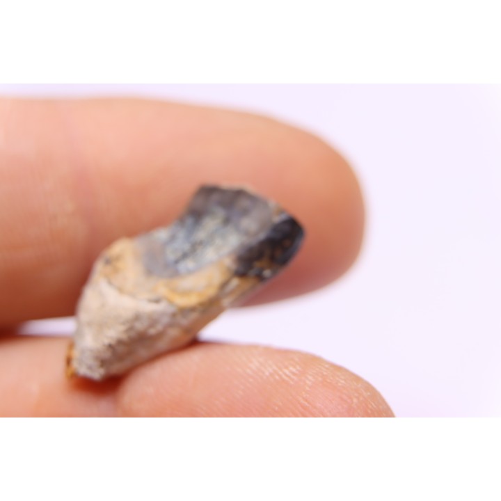 dinosaure tooth: TRICERATOPS HORRIDUS