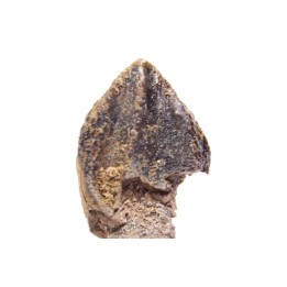 dent de dinosaure  TRICERATOPS HORRIDUS  Hell Creek  Fmt - crétacé supérieur - Dawson County, Montana, USA