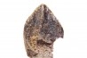 dent de dinosaure TRICERATOPS HORRIDUS Hell Creek Fmt - crétacé supérieur - Dawson County, Montana, USA