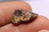 dinosaure tooth: TRICERATOPS HORRIDUS