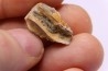 dinosaure tooth: TRICERATOPS HORRIDUS