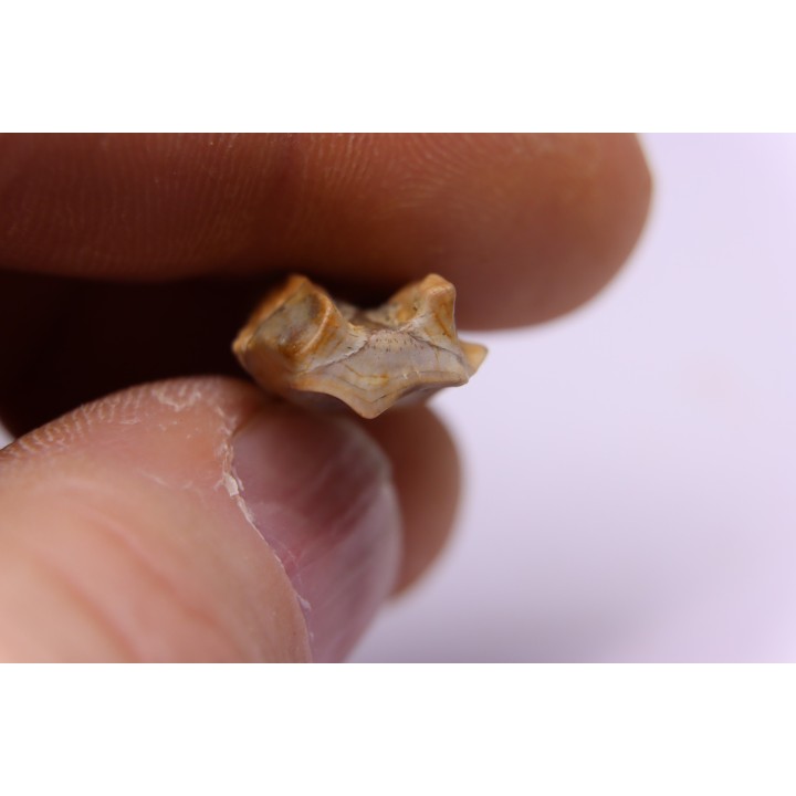 dinosaure tooth: TRICERATOPS HORRIDUS
