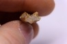 dinosaure tooth: TRICERATOPS HORRIDUS