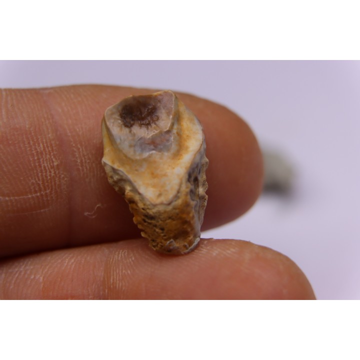 dinosaure tooth: TRICERATOPS HORRIDUS