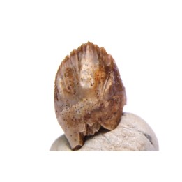 dinosaure tooth: TRICERATOPS HORRIDUS