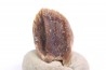 dinosaure tooth: TRICERATOPS HORRIDUS