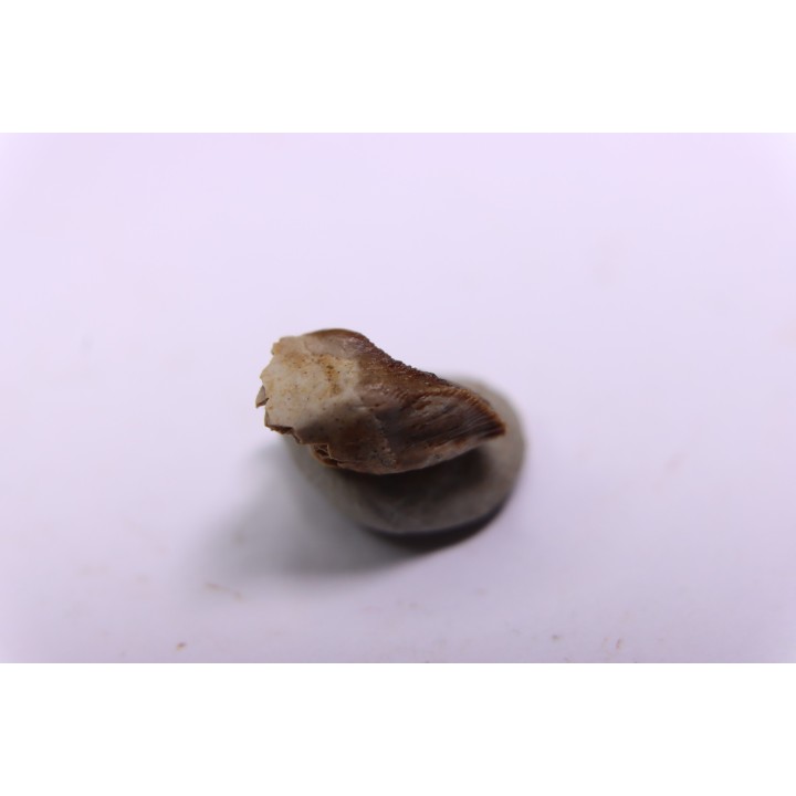 dinosaure tooth: TRICERATOPS HORRIDUS