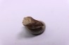 dinosaure tooth: TRICERATOPS HORRIDUS