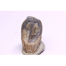 dinosaure tooth: TRICERATOPS HORRIDUS