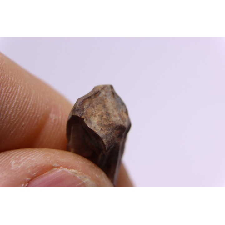 dinosaure tooth: TRICERATOPS HORRIDUS
