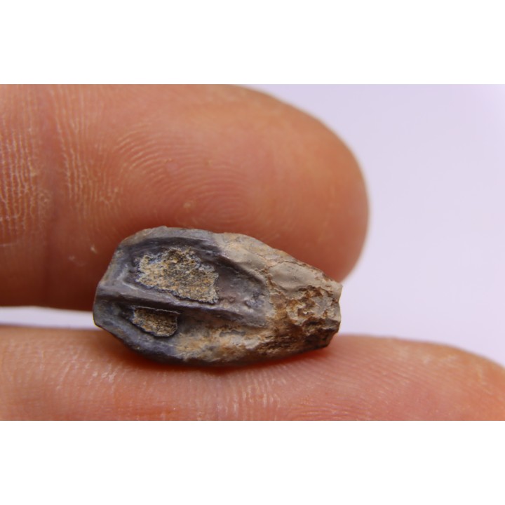 dinosaure tooth: TRICERATOPS HORRIDUS