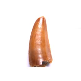 dinosaur tooth DELTADROMEUS AGILIS