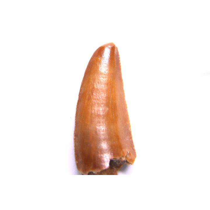 dent de dinosaure DELTADROMEUS AGILIS