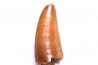 dent de dinosaure DELTADROMEUS AGILIS