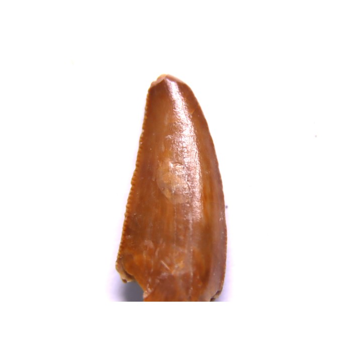 dent de dinosaure DELTADROMEUS AGILIS