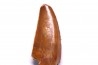 dent de dinosaure DELTADROMEUS AGILIS