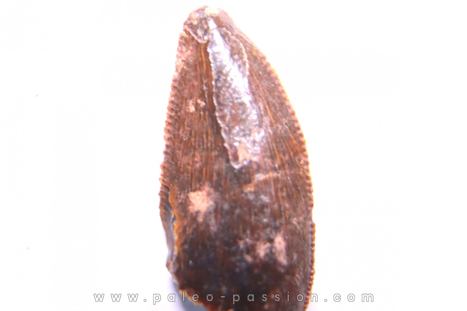 dinosaur tooth DELTADROMEUS AGILIS