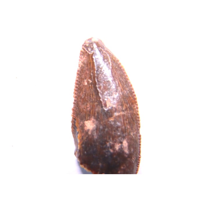 dinosaur tooth DELTADROMEUS AGILIS