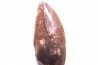 dinosaur tooth DELTADROMEUS AGILIS