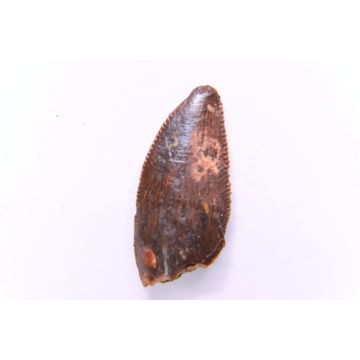 dinosaur tooth DELTADROMEUS AGILIS