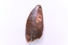 dinosaur tooth DELTADROMEUS AGILIS