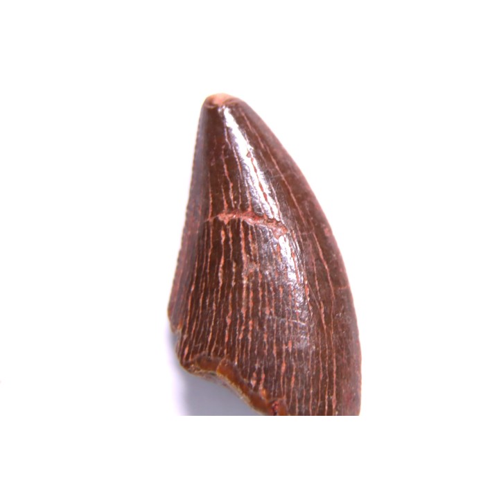 dinosaur tooth DELTADROMEUS AGILIS