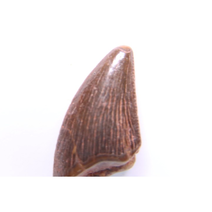 dinosaur tooth DELTADROMEUS AGILIS
