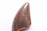 dinosaur tooth DELTADROMEUS AGILIS