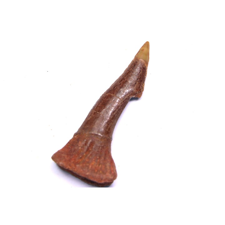 Dent rostrale de poisson scie: Onchopristis numidus