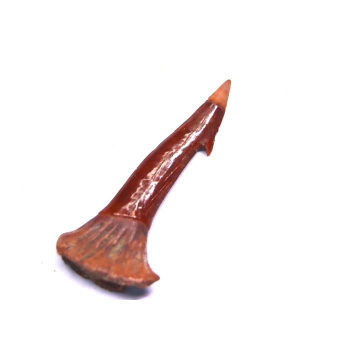 sawFishTOOTH :Onchopristis numidus