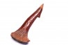 sawFishTOOTH :Onchopristis numidus