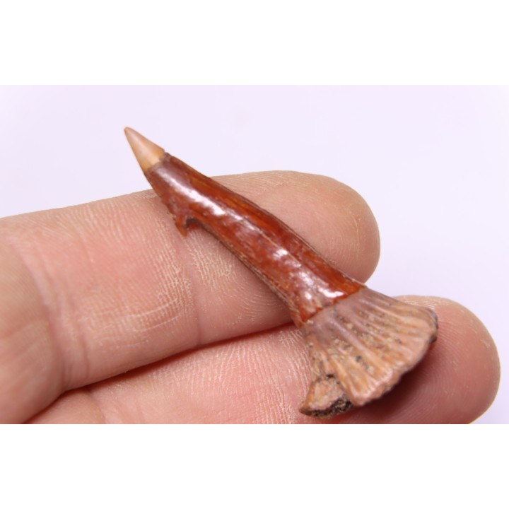 sawFishTOOTH :Onchopristis numidus