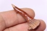 sawFishTOOTH :Onchopristis numidus