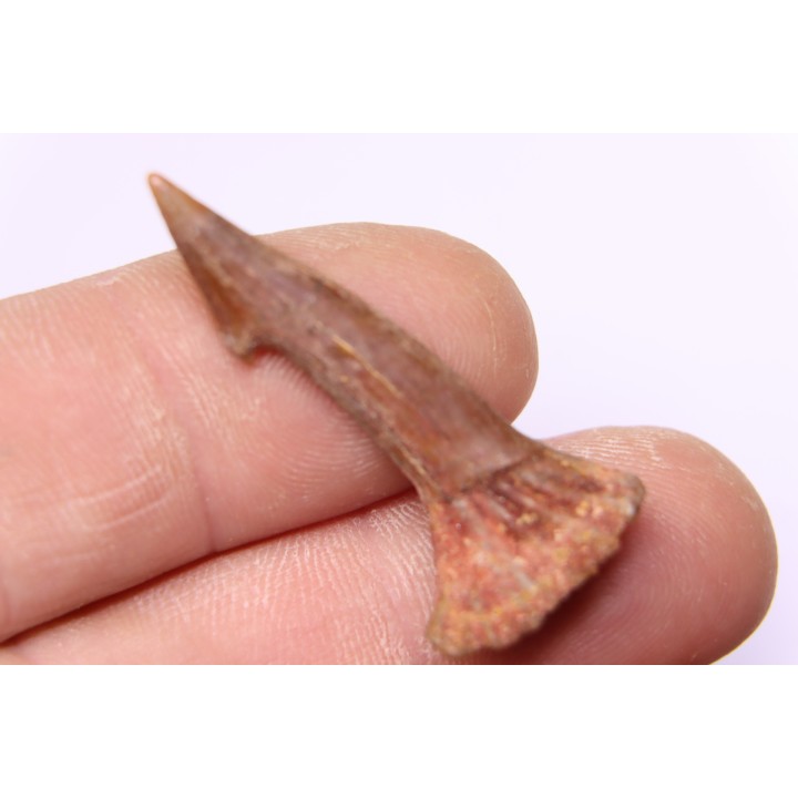 Dent rostrale de poisson scie: Onchopristis numidus