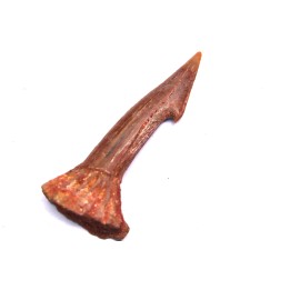 Dent rostrale de poisson scie: Onchopristis numidus