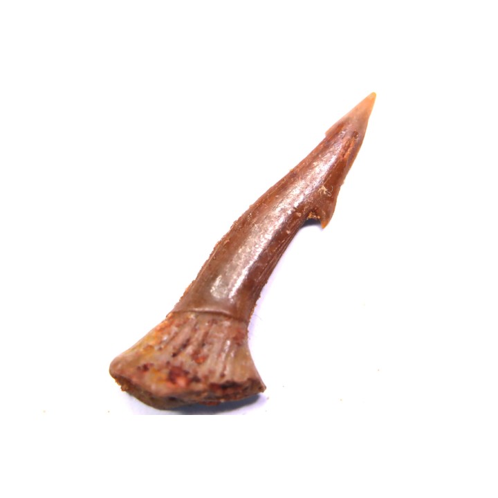 sawFishTOOTH :Onchopristis numidus