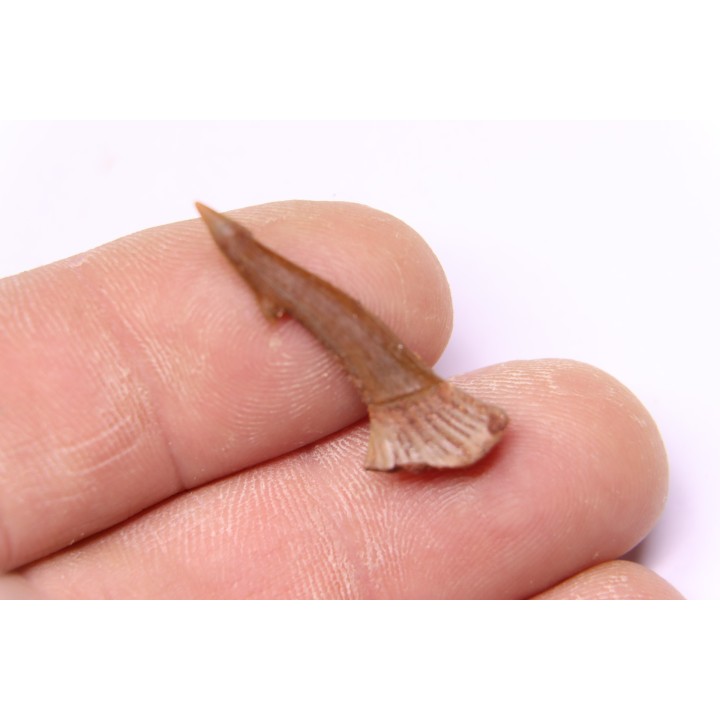 sawFishTOOTH :Onchopristis numidus