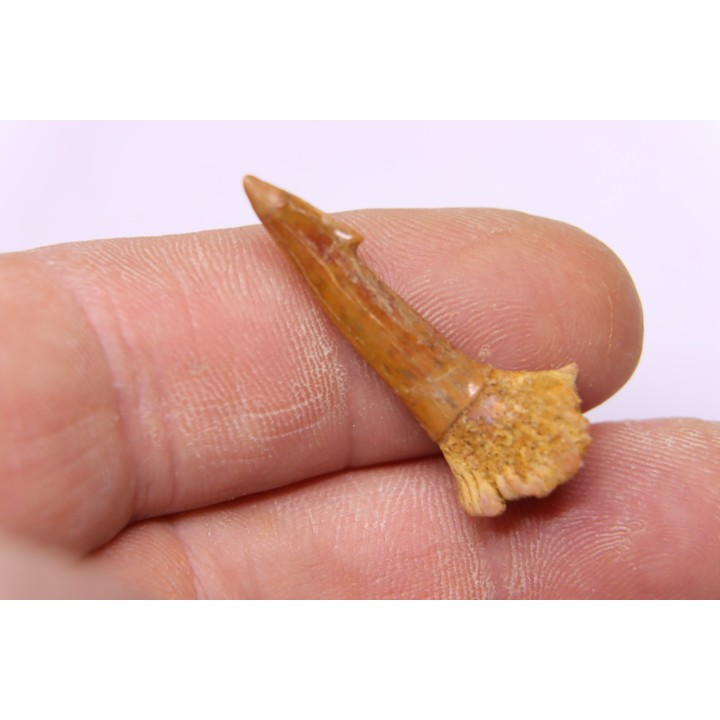 Dent rostrale de poisson scie: Onchopristis numidus