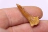 Dent rostrale de poisson scie: Onchopristis numidus