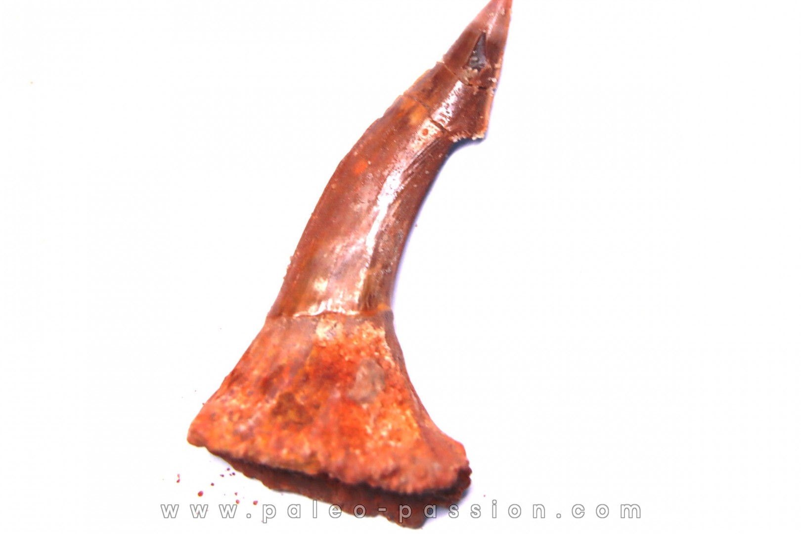 Dent rostrale de poisson scie: Onchopristis numidus