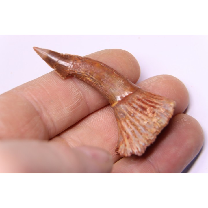 Dent rostrale de poisson scie: Onchopristis numidus