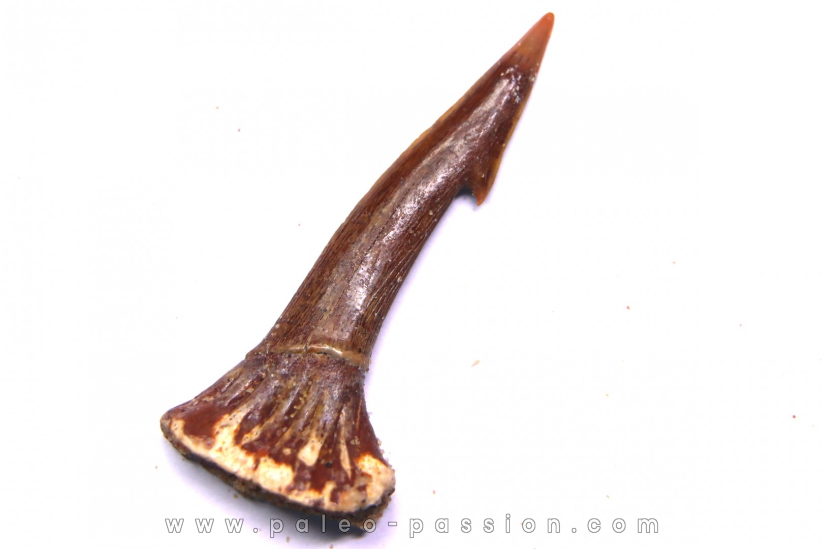 Dent rostrale de poisson scie: Onchopristis numidus