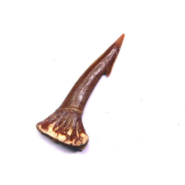sawFishTOOTH :Onchopristis numidus