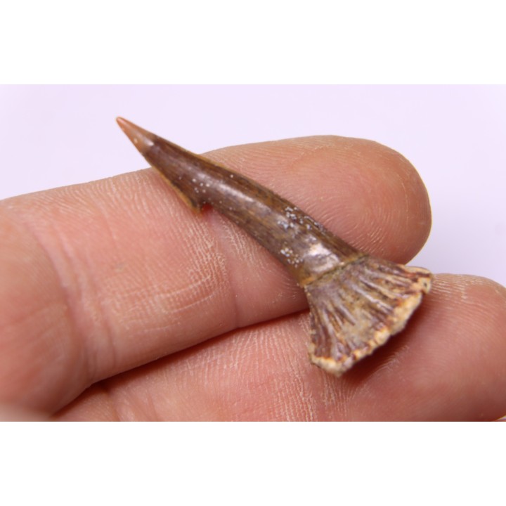 Dent rostrale de poisson scie: Onchopristis numidus