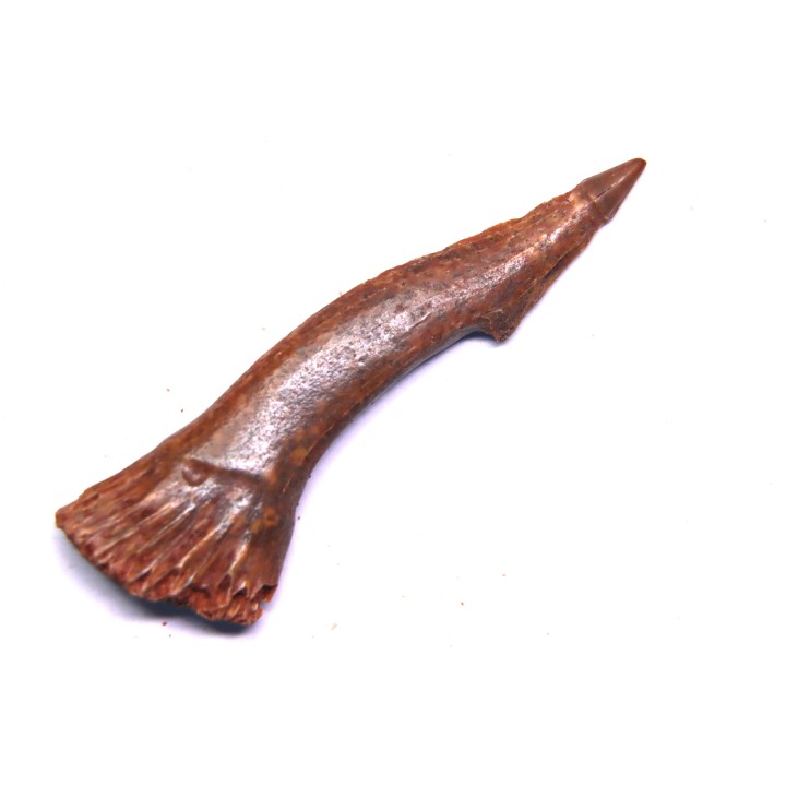 Dent rostrale de poisson scie: Onchopristis numidus